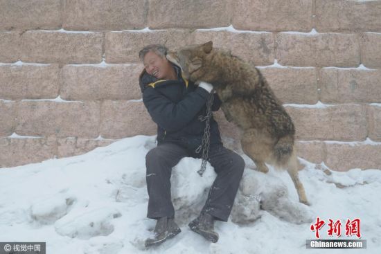 12月14日消息，新疆昌吉州吉木萨尔县车师古道，71岁的杨长生在这里搭起棚舍，养了150多只野狼，整日与群狼朝夕相伴，乐此不疲。图片来源：视觉中国
