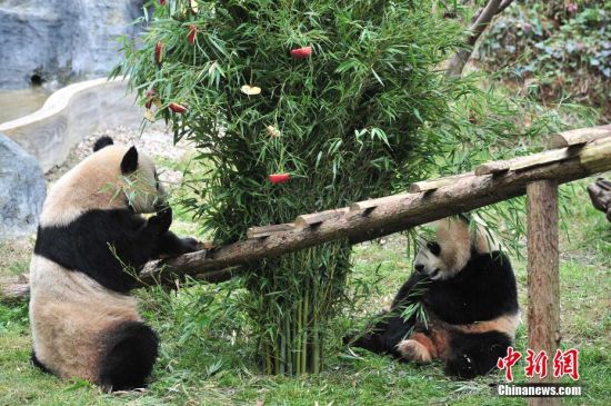12月22日，圣诞节即将来临，云南野生动物园的工作人员用竹子和苹果搭成圣诞树，为动物园里两只大熊猫毛竹和珍多送上“圣诞礼物”。 中新社记者 刘冉阳 摄
