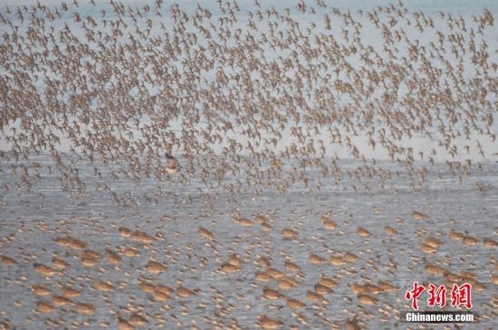 2016年12月29日，数万只候鸟出现在山东省青岛市胶州湾湿地上空，形成壮观“鸟潮”景象。日前，随着气温渐低，越冬湿地的候鸟集中在营海湿地附近觅食，种群数量最多为矶鹬，其次为大杓鹬、白腰杓鹬、中杓鹬、滨鹬、反嘴鹬、砺鹬等候鸟。并首次观察到近千只翘鼻麻鸭、绿头鸭在胶州湾深处游动觅食。中新社发 王海滨 摄 图片来源：CNSPHOTO