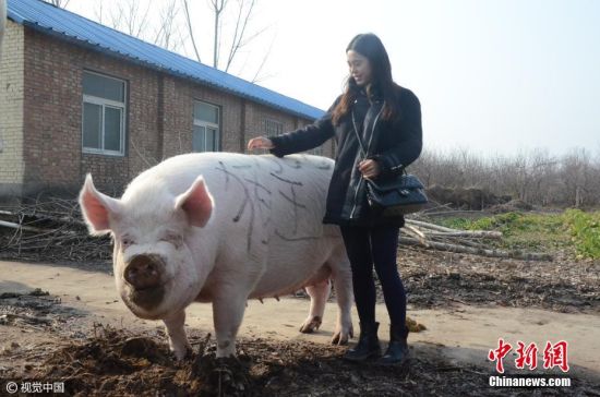 2017年1月8日，郑州黄河滩地，一头体长2.1米，体重1500斤的大肥猪被一名胆大的女子当做“小牛”骑了起来。托着人的大肥猪，不但走动灵活自如，且不忘记在路边悠闲的寻找着食物。当日，一场由黄河滩养殖协会举办的“猪王争霸赛”在黄河滩头多家养殖基地中进行角逐，最终这头1500斤重，体长2.1米，高1.05米的白毛大猪在PK掉几十头大肥猪后，夺得争霸赛“猪王”称号。图片来源：视觉中国