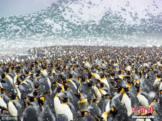 2017年1月11日讯，南乔治亚岛和南桑德韦奇岛，尽管气温降至零下，超过25万只帝企鹅聚集在海滩上，有些可以很方便的下水捉鱼，喂养宝宝。退休的工程师Ofer Agiv游览南极洲时拍下了这些震撼的场面。图片来源：视觉中国