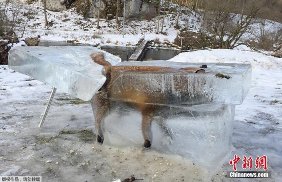 当地时间2017年1月13日，德国多瑙河畔弗里丁根，一只狐狸在过河时冰面破裂掉进河里，当河面又重新冻上，狐狸已经被冻成了“冰雕”。随后有猎人意外发现了这一个神奇的景象，并把它从河里切割了出来。