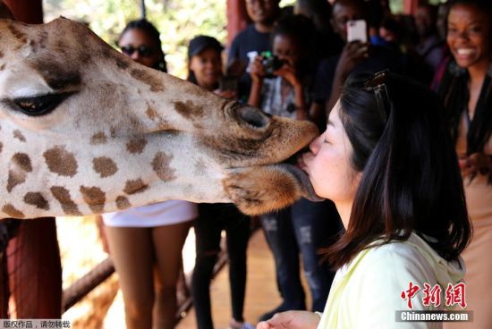 当地时间1月15日，肯尼亚内罗毕的一个动物园内，游客用嘴喂食长颈鹿，人与动物亲密接触，其乐融融。