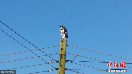 2017年1月22日讯，英国卡姆，一只黑白相间的猫被困在高约92米的电线杆上24个小时，当地一个居民发现后打电话给家防止虐待动物协会，后者又通知了消防部门和电力公司，最终切断电路后，消防员将其救下。图片来源：视觉中国