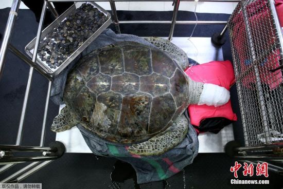 当地时间2017年3月6日，泰国曼谷，泰国朱拉隆功大学为海龟Omsin手术取出硬币。据悉，一只痛苦的海龟误吞了废弃池塘中许愿硬币，结果导致严重健康问题。