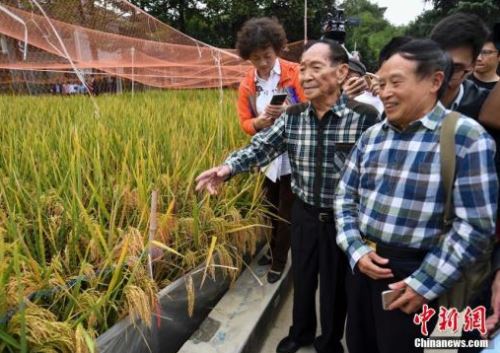 袁隆平团队又有好消息_长江中游双季稻亩产1365公斤